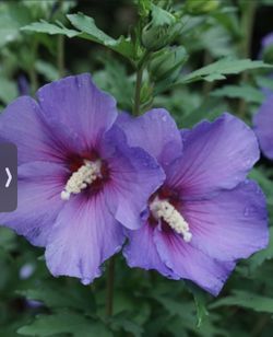 Purple Rose Of Sharon