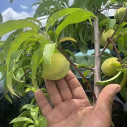 Peach 45$