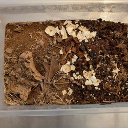 Isopods (Mixed), Plastic Tote With Substrate, Spray Bottle, Water Conditioner 