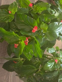Large  Dragon Wing Begonia Plant Pink Blooms