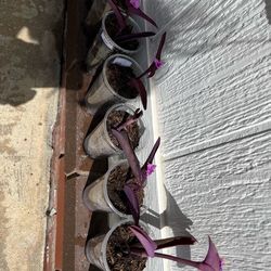 Wandering Jew Purple  plant