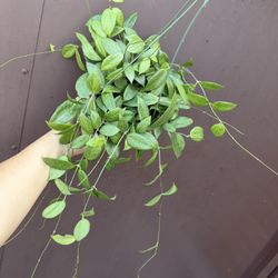 Hoya Fitchii In 6” Pot 
