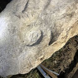 Giant Snail Fossil
