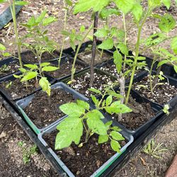 Tomatoes Plants 4”