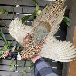Taxidermy Pheasant Wall Mount 120$