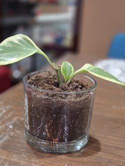 Peperomia Plant Live