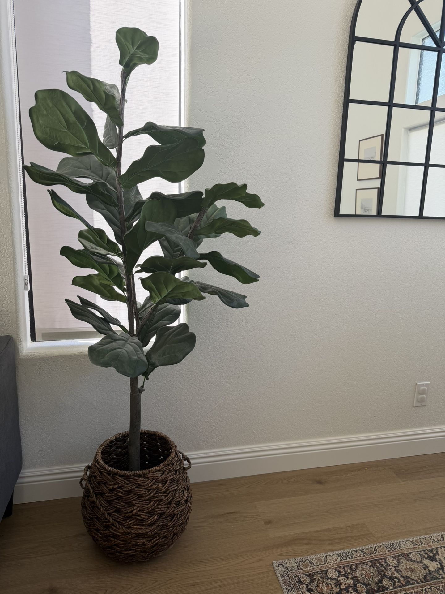 Fiddle Leaf Fig Tree