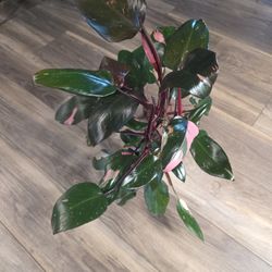 Pink Princess Philodendron 