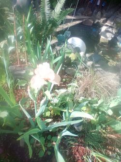Peach hybrid bearded iris