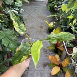 Variegated Philodendron Domesticum