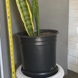 Snake Plant 