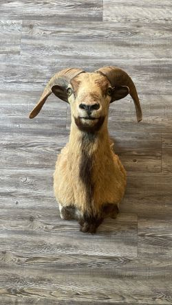Ram Taxidermy Head