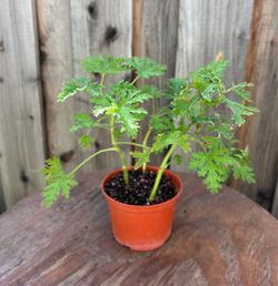 Citronella plants