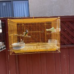 Bird cage 