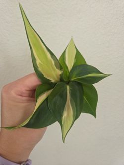 Philodendron Silver Stripe Plant Cuttings