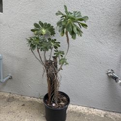 Large Tree Aeonium or IrishRose