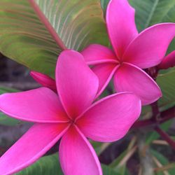 Ruby Red Plumeria Mid Cuttings - Read Description Please 