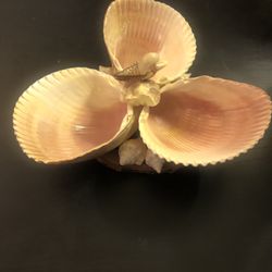 Amazing Folk Art Seashells Jewelry Display Trinkets 