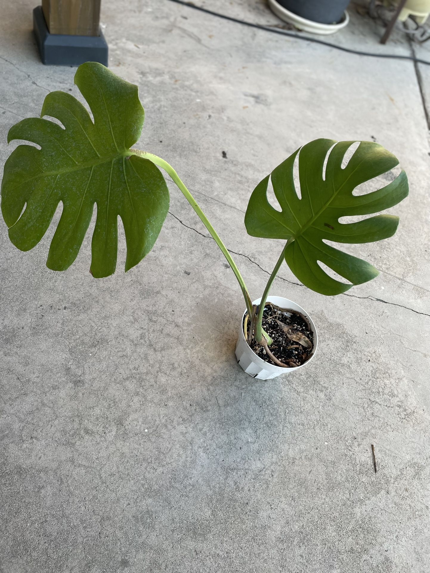 Monstera Plant