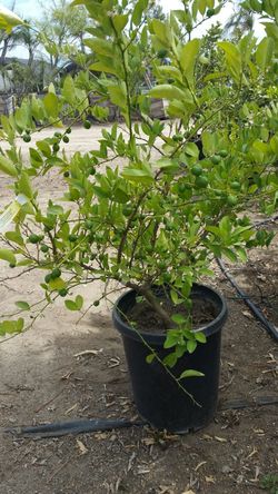 Mexican lemon