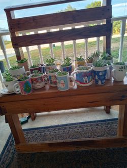New Succulents & Aloe Plants. Multiple In Christmas Mugs. $3 Each Or 2 For $5.