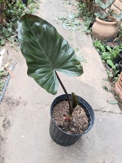 Elephant Ear Plant