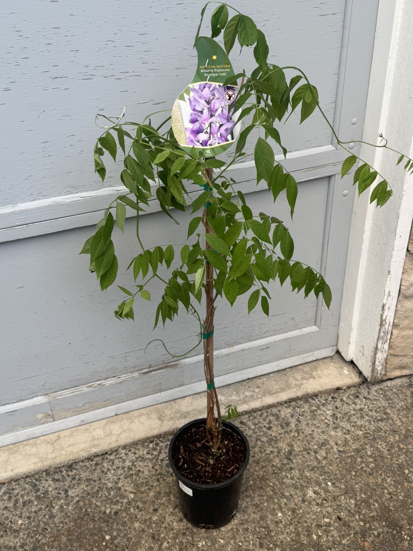 Fragrant Purple Wisteria Amethyst Falls