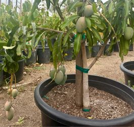 Glenn mango tree