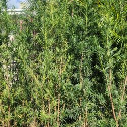 Beautiful Podocarpus Plants For Inmediate Privacy!  Over 6 Feet Tall Measurements Over The Pot!!! Fertilized 