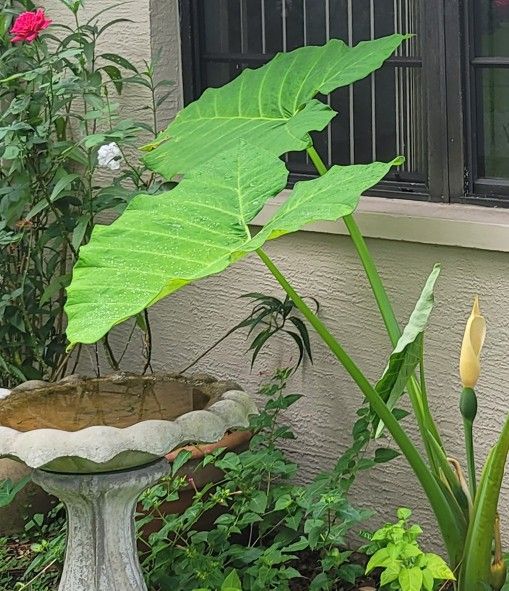  Large Elephant Ear Plant 4 Feet Tall