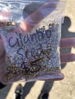 Cilantro Seeds