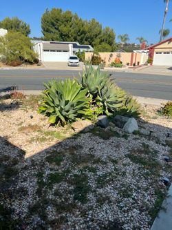 Very Large Foxtail Agave Plants