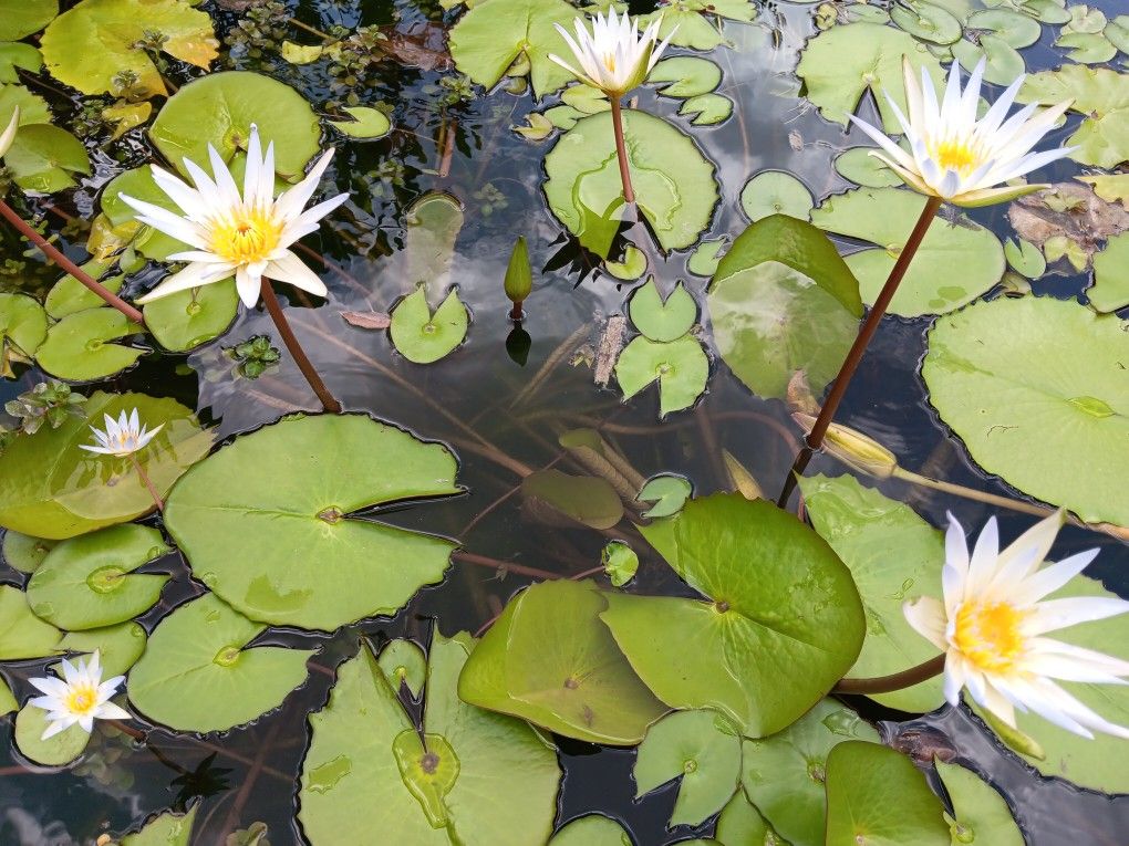 White Water Lily Plant For Pond Aquarium Or Fish