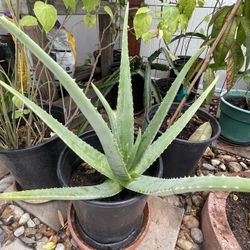Aloe Vera Plant - Big and Healthy in 5-gal Container 