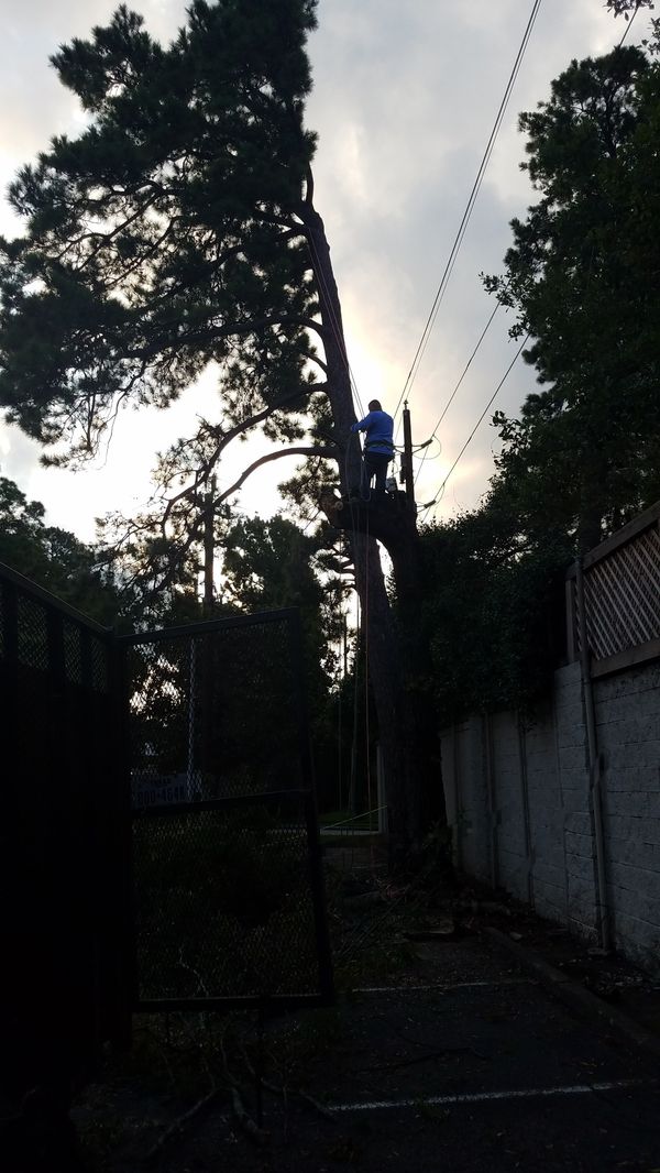 Tree Damage / Tree Removal for Sale in Houston, TX OfferUp