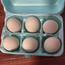 Fertile bantam eggs