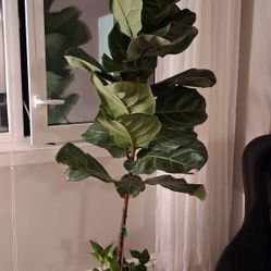 Real Fiddle-leaf Fig