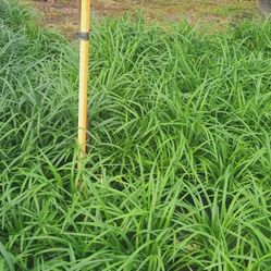 Liriope plants 