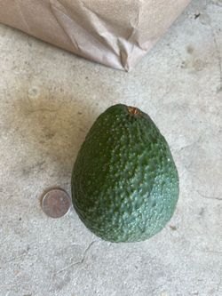 Avocados: Extra Large, Large, regular and small sizes. Hass variety.