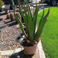 3' Tall  Agave 