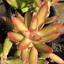 Succulents Plants 4”pot