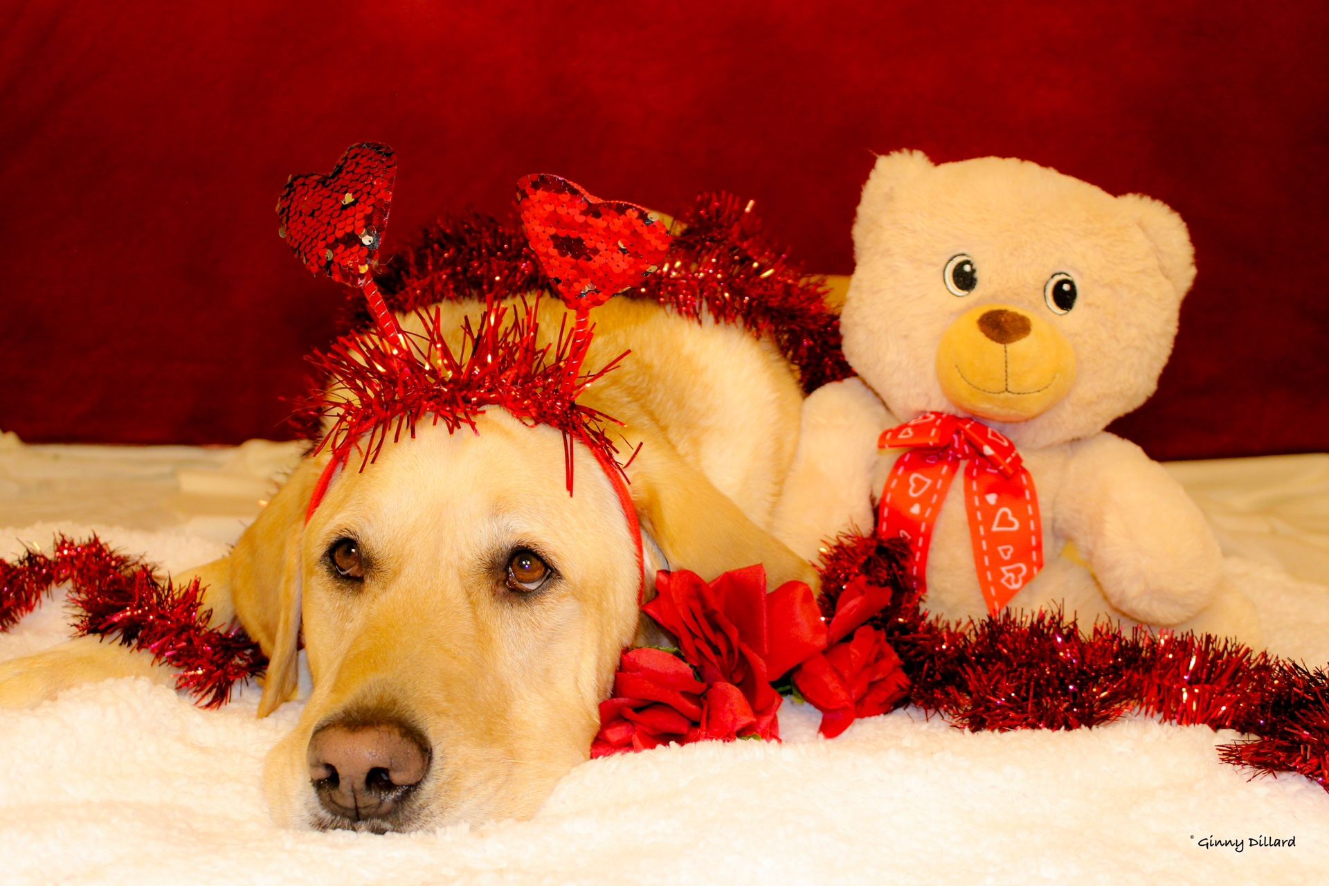 Dog Valentines Photoshoot