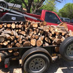 2 Pecan trees on the truck ready for firewood