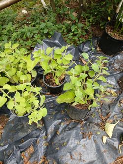 Plantas de oréganos orejones