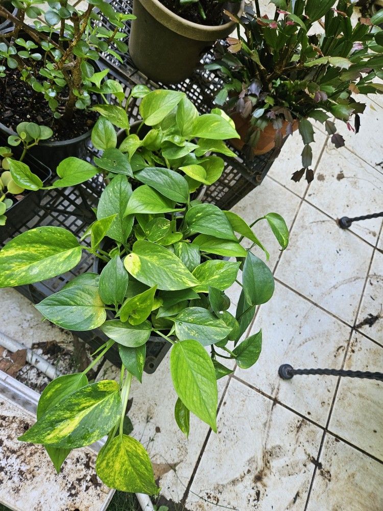 Golden Pothos Plant