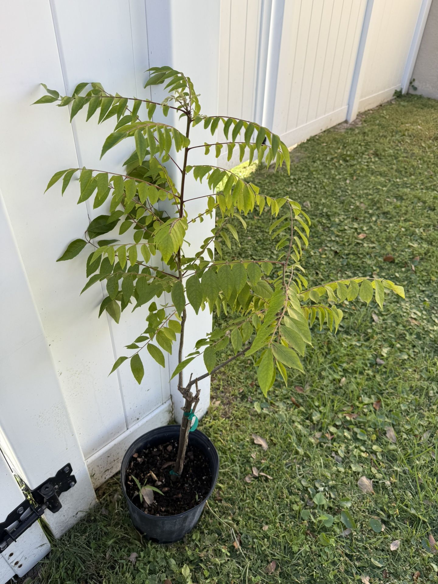 Curry Leaves Plant (3 Ft Tall)