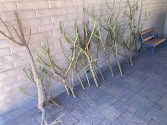 Large plumeria cuttings $10 each White with yellow center