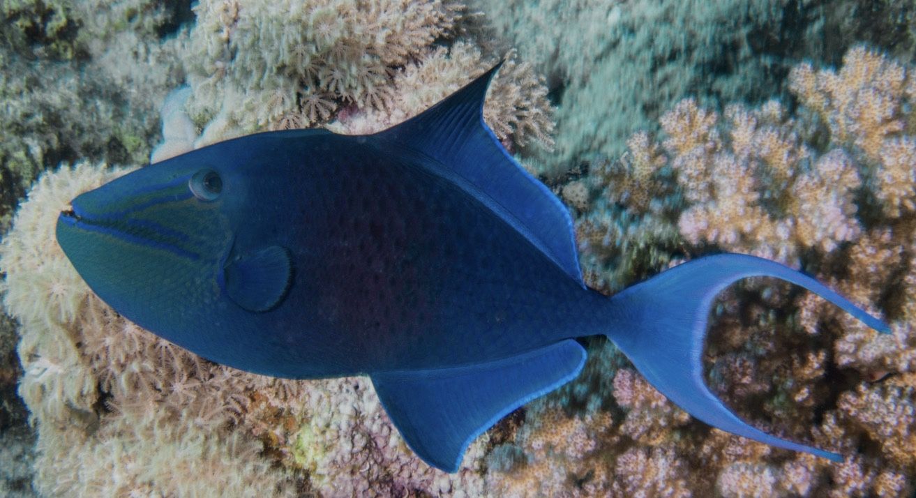 Free Blue Trigger Fish approx 2yrs Old