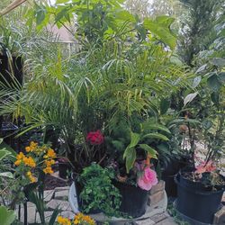 Garden Palm Tree
