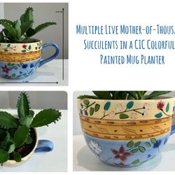 Multiple Live Mother-of-Thousands Succulents in a CIC Colorfully Painted Mug Planter